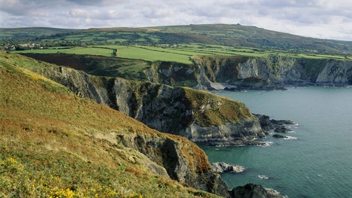 Coastal view of yellow gorse and green fields, cliffs and dark rocky coastline with a teal-blue sea
